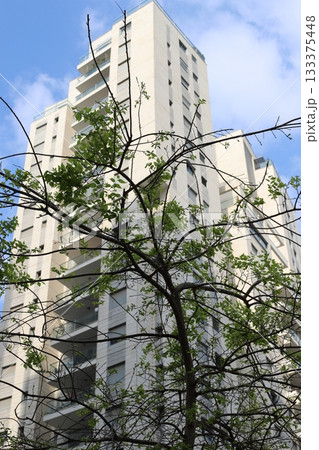 Houses in Tel Aviv against a backdrop of tall trees Houses in Tel Aviv against a backdrop of tall trees 133375448