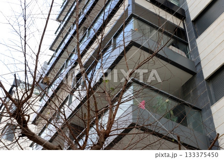 Houses in Tel Aviv against a backdrop of tall trees Houses in Tel Aviv against a backdrop of tall trees 133375450