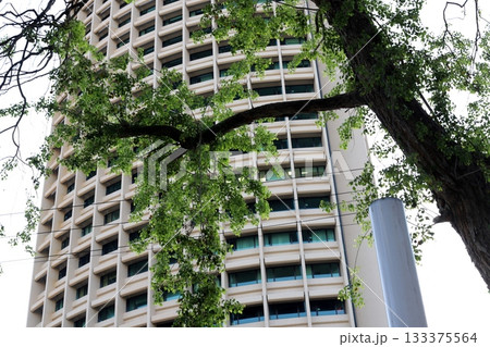 Houses in Tel Aviv against a backdrop of tall trees Houses in Tel Aviv against a backdrop of tall trees 133375564