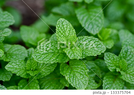 スペアミント 133375704