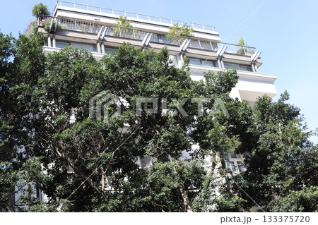 Houses in Tel Aviv against a backdrop of tall trees Houses in Tel Aviv against a backdrop of tall trees 133375720