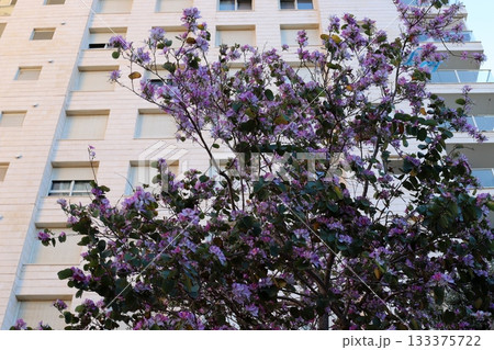 Houses in Tel Aviv against a backdrop of tall trees 133375722