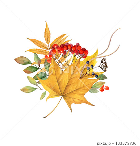 A bouquet of fall leaves and berries watercolor isolated illustration. Autumn nature hand drawn clip art. Maple leaves, maiden grapes, rowan berries, dry blades of grass. Realistic drawing for designs 133375736