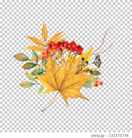 A bouquet of fall leaves and berries watercolor isolated illustration. Autumn nature hand drawn clip art. Maple leaves, maiden grapes, rowan berries, dry blades of grass. Realistic drawing for designs 133375736