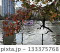 池の水面に浮かぶ紅葉した葉と鴨 133375768