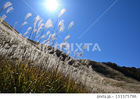 薄が見頃の曽爾高原　奈良 133375796