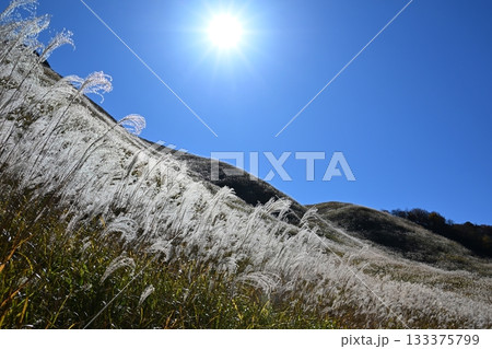 薄が見頃の曽爾高原　奈良 133375799