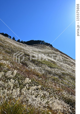 薄が見頃の曽爾高原　奈良 133375808