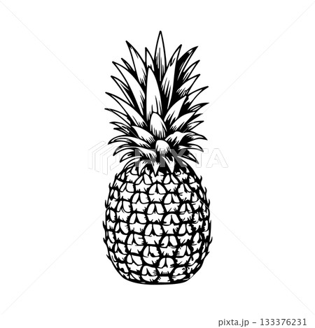 illustration of pineapple in engraving style. Design element for poster, label, sign, emblem, menu. Vector illustration illustration of pineapple in engraving style. Design element for poster, label, sign, emblem, menu. Vector illustration 133376231