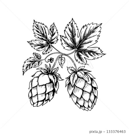 Illustration of beer hop in engraving style. Design element for poster, card, banner, sign, logo. 133376463