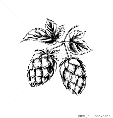 Illustration of beer hop in engraving style. Design element for poster, card, banner, sign, logo. Illustration of beer hop in engraving style. Design element for poster, card, banner, sign, logo. 133376467