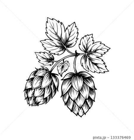 Illustration of beer hop in engraving style. Design element for poster, card, banner, sign, logo. Illustration of beer hop in engraving style. Design element for poster, card, banner, sign, logo. 133376469