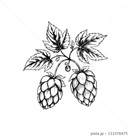 Illustration of beer hop in engraving style. Design element for poster, card, banner, sign, logo. 133376475