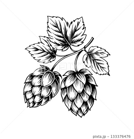 Illustration of beer hop in engraving style. Design element for poster, card, banner, sign, logo. 133376476