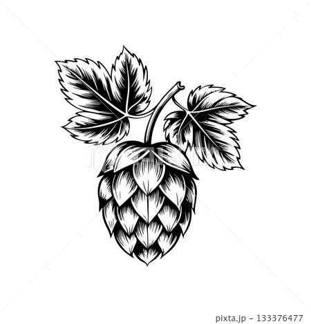 Illustration of beer hop in engraving style. Design element for poster, card, banner, sign, logo. 133376477
