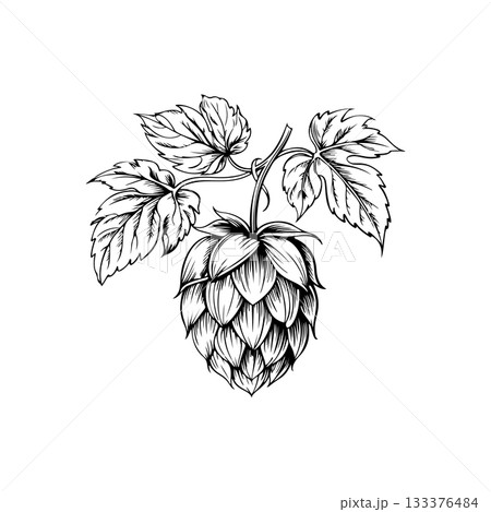 Illustration of beer hop in engraving style. Design element for poster, card, banner, sign, logo. Illustration of beer hop in engraving style. Design element for poster, card, banner, sign, logo. 133376484