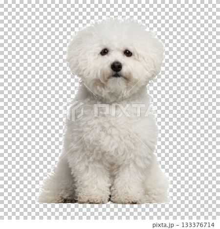Fluffy White Dog Sitting on a Clean Background, Showcasing Its Playful and Cheerful Demeanor Fluffy White Dog Sitting on a Clean Background, Showcasing Its Playful and Cheerful Demeanor 133376714