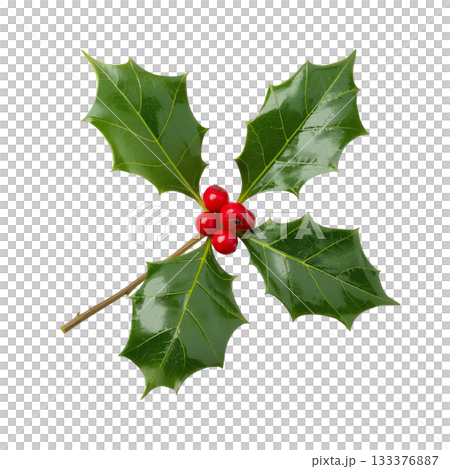 Holly Leaves and Berries Arranged in a Decorative Pattern for Christmas Celebration. 133376887