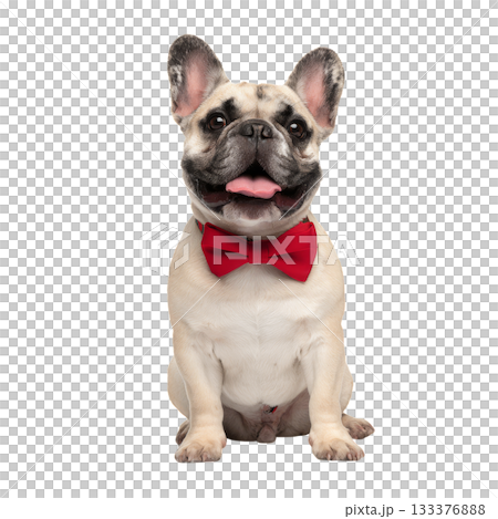 Happy Dog Wearing a Red Bowtie Sits Proudly With a Cheerful Expression in a Bright Setting 133376888