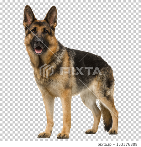 German Shepherd Standing Proudly With Alert Expression and Shiny Coat in Bright Light 133376889