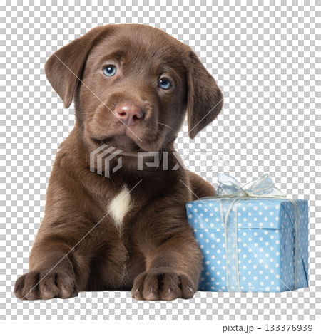 Cute Brown Puppy Relaxing While Looking Playfully at the Camera Indoors. Cute Brown Puppy Relaxing While Looking Playfully at the Camera Indoors. 133376939