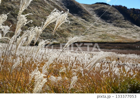 薄が見頃の曽爾高原 奈良 薄が見頃の曽爾高原 奈良 133377053