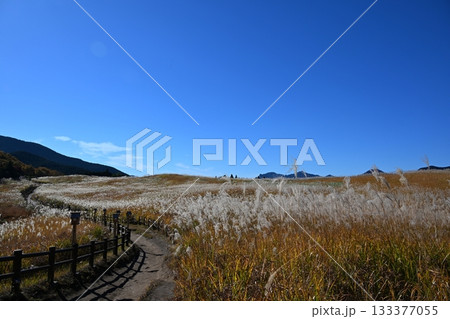 薄が見頃の曽爾高原　奈良 133377055