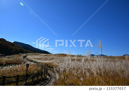 薄が見頃の曽爾高原 奈良 薄が見頃の曽爾高原 奈良 133377057