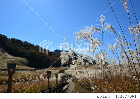 薄が見頃の曽爾高原　奈良 133377061