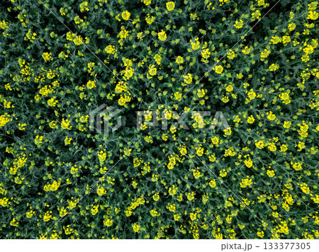 yellow rape field landscape aerial view industry agriculture yellow rape field landscape aerial view industry agriculture 133377305
