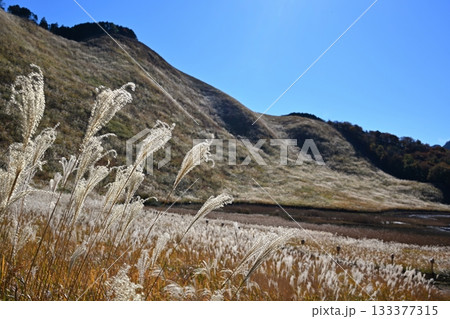 薄が見頃の曽爾高原　奈良 133377315