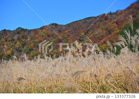 薄が見頃の曽爾高原　奈良 133377326