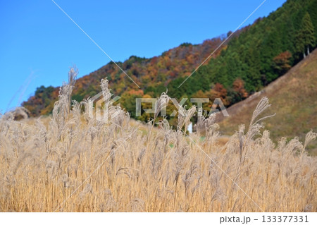 薄が見頃の曽爾高原　奈良 133377331