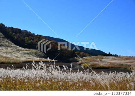 薄が見頃の曽爾高原　奈良 133377334