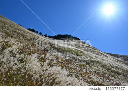 薄が見頃の曾爾高原　奈良 133377377