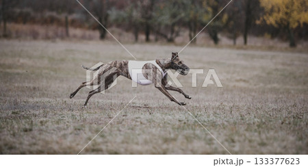 Greyhound racing across grass field during lure coursing championship 133377623