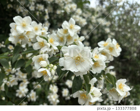 Jasmin flowers in garden. Philadelphus flowering bush closeup, mock orange fragrant blossom 133377808