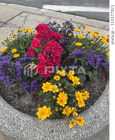 Bidens ferulifolia is a North American plant species in the family Asteraceae 133377821