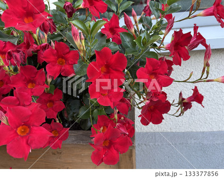 Mandevilla sanderi red flowers close up. Ornamental climbing garden plant Mandevilla sanderi red flowers close up. Ornamental climbing garden plant 133377856