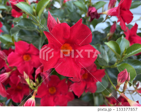 Mandevilla sanderi red flowers close up. Ornamental climbing garden plant Mandevilla sanderi red flowers close up. Ornamental climbing garden plant 133377857