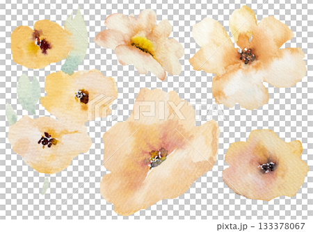 Watercolor pastel yellow wild flowers isolated illustration, floral wedding and greeting element 133378067