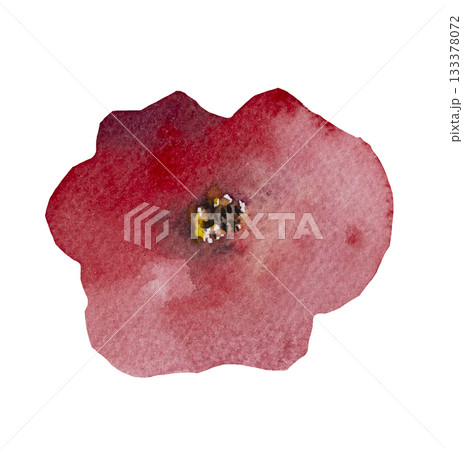 Watercolor bright red poppy wild flower isolated illustration, floral wedding and greeting element 133378072
