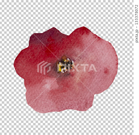 Watercolor bright red poppy wild flower isolated illustration, floral wedding and greeting element 133378072