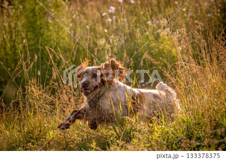 A cheerful spaniel runs merrily into the field, among flowers and grass. Ears and tongue flutter in different directions 133378375