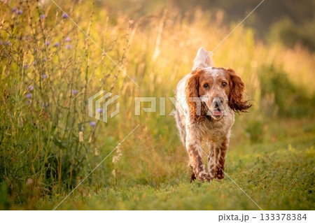 A cheerful spaniel runs merrily into the field, among flowers and grass. Ears and tongue flutter in different directions 133378384