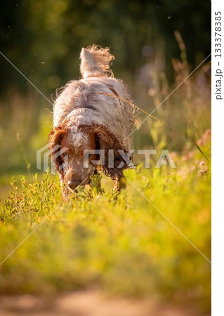 A cheerful spaniel runs merrily into the field, among flowers and grass. Ears and tongue flutter in different directions 133378385