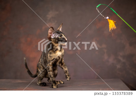 A kitten of the oriental breed of tortoiseshell color. Kitten actively plays with a toy made of feathers 133378389