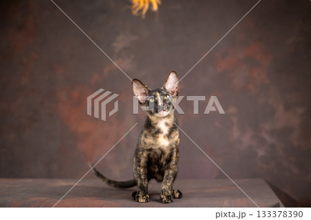 A kitten of the oriental breed of tortoiseshell color. Kitten actively plays with a toy made of feathers 133378390