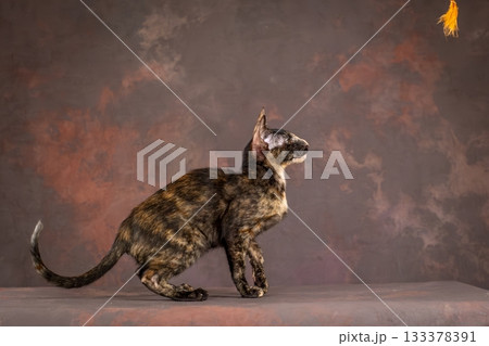 A kitten of the oriental breed of tortoiseshell color. Kitten actively plays with a toy made of feathers A kitten of the oriental breed of tortoiseshell color. Kitten actively plays with a toy made of feathers 133378391