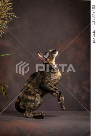 A kitten of the oriental breed of tortoiseshell color. Teenage Cat on Brown Background in Studio A kitten of the oriental breed of tortoiseshell color. Teenage Cat on Brown Background in Studio 133378402